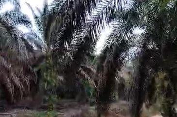 Jemaluang @ Johor 75 Acres Agricultural Land For Sale