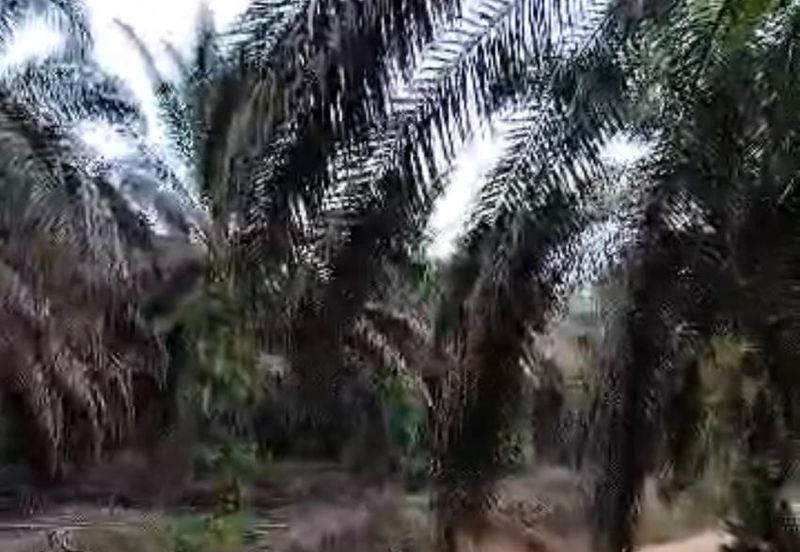 Jemaluang @ Johor 75 Acres Agricultural Land For Sale