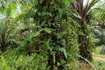 Yong Peng @ Johor 24 Acres Agricultural Land For Sale