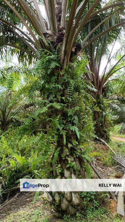 Yong Peng @ Johor 24 Acres Agricultural Land For Sale, Johor, Batu Pahat