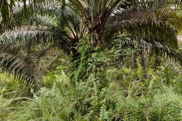 Yong Peng @ Johor 24 Acres Agricultural Land For Sale