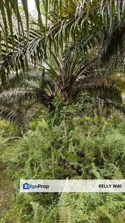 Yong Peng @ Johor 24 Acres Agricultural Land For Sale, Johor, Batu Pahat