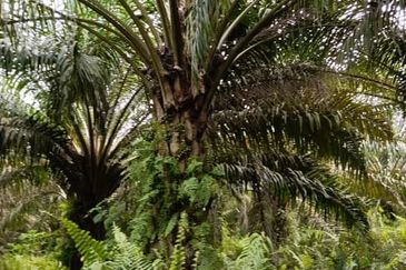 Yong Peng @ Johor 24 Acres Agricultural Land For Sale