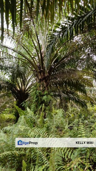 Yong Peng @ Johor 24 Acres Agricultural Land For Sale, Johor, Batu Pahat