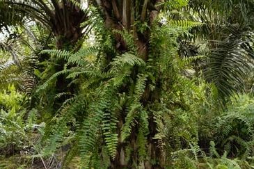 Yong Peng @ Johor 24 Acres Agricultural Land For Sale