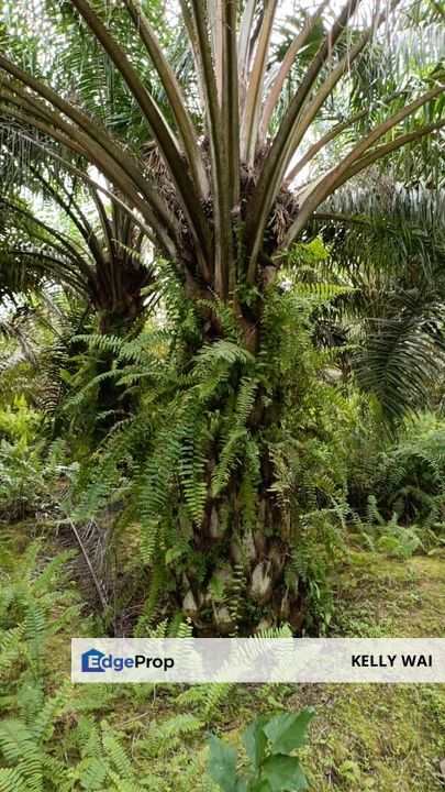 Yong Peng @ Johor 24 Acres Agricultural Land For Sale, Johor, Batu Pahat