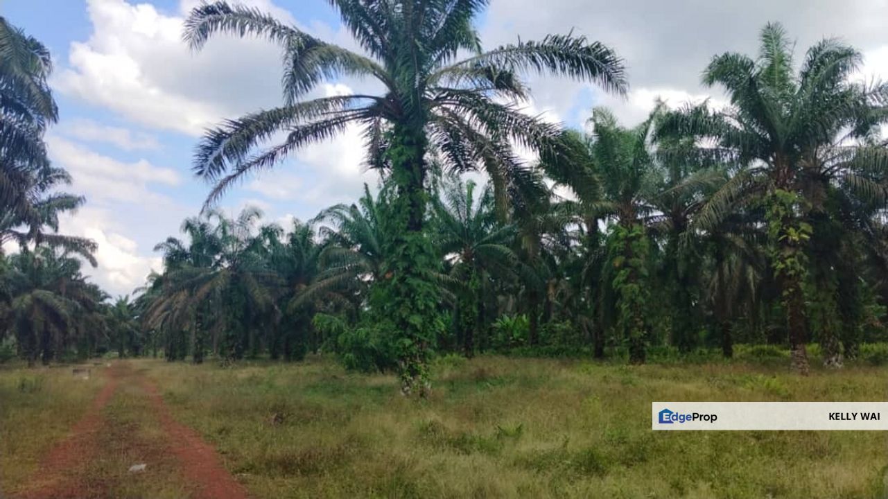 Simpang Renggam @ Johor 45 Acres Agricultural Land For Sale, Johor, Kluang