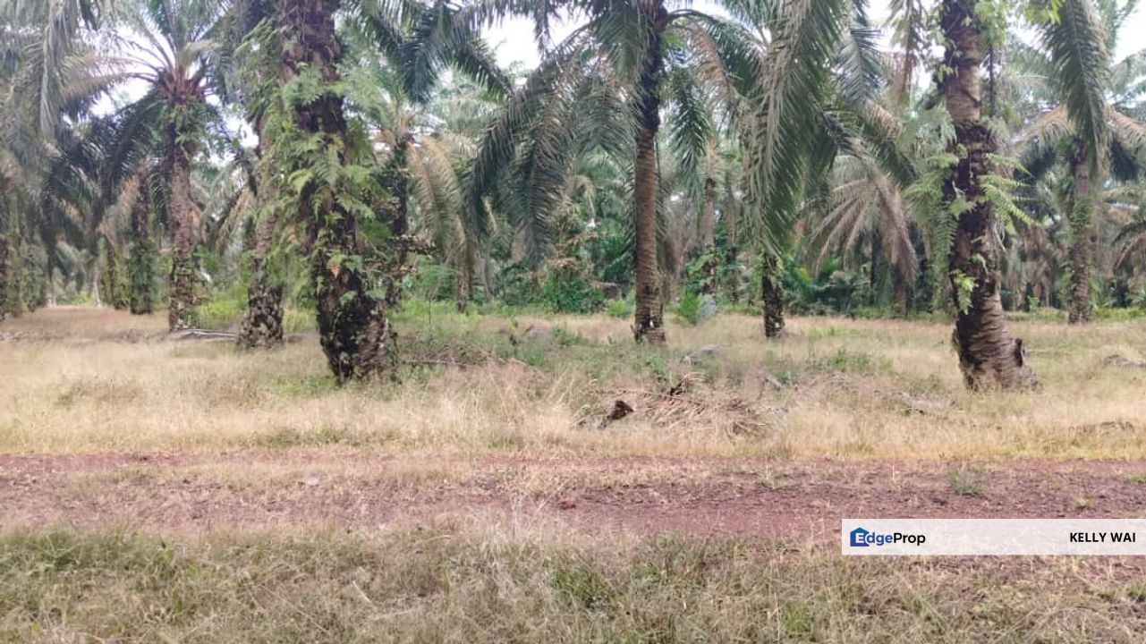 Simpang Renggam @ Johor 45 Acres Agricultural Land For Sale, Johor, Kluang