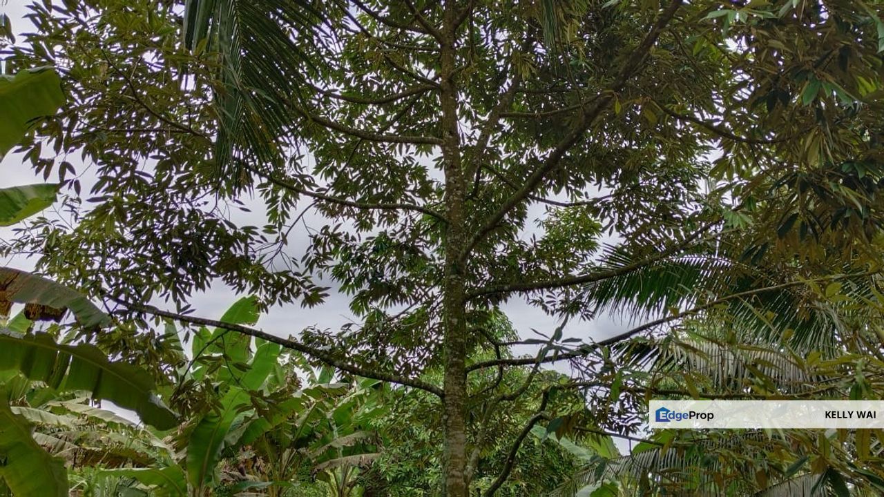 Simpang Renggam @ Johor 5 acres Agricultural land For Sale, Johor, Kluang