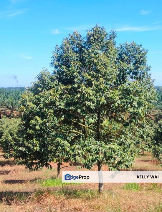 Machap @ Johor 22 acres Agricultural Land For Sale, Johor, Simpang Renggam