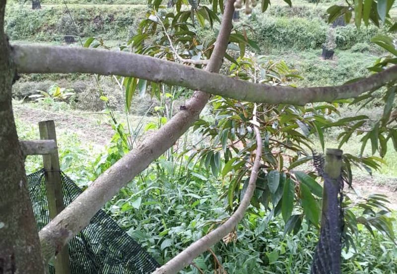 Rembau @ Negeri Sembilan 81 Acres Agricultural Land For Sale 