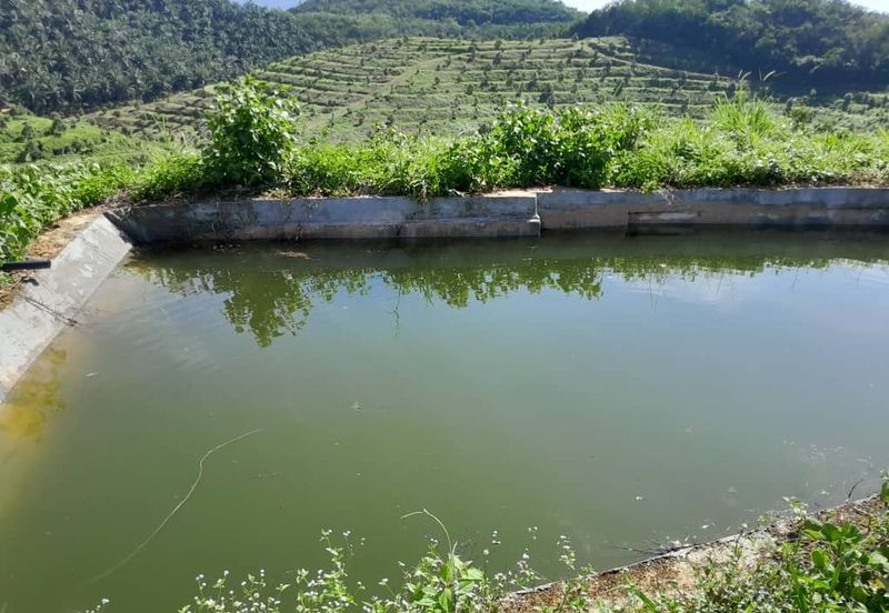 Rembau @ Negeri Sembilan 81 Acres Agricultural Land For Sale 