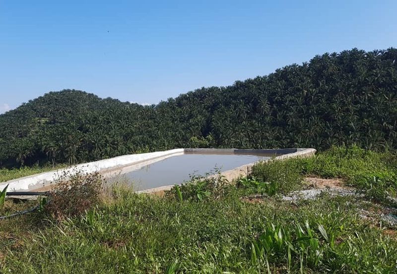 Rembau @ Negeri Sembilan 81 Acres Agricultural Land For Sale 