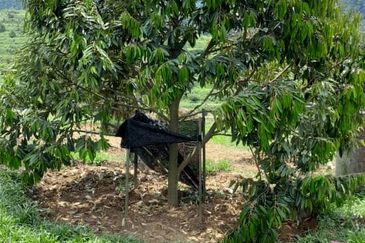 Rembau @ Negeri Sembilan 81 Acres Agricultural Land For Sale 