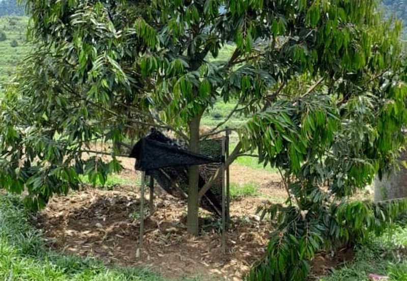 Rembau @ Negeri Sembilan 81 Acres Agricultural Land For Sale 