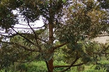 Rembau @ Negeri Sembilan 81 Acres Agricultural Land For Sale 