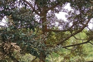 Rembau @ Negeri Sembilan 81 Acres Agricultural Land For Sale 