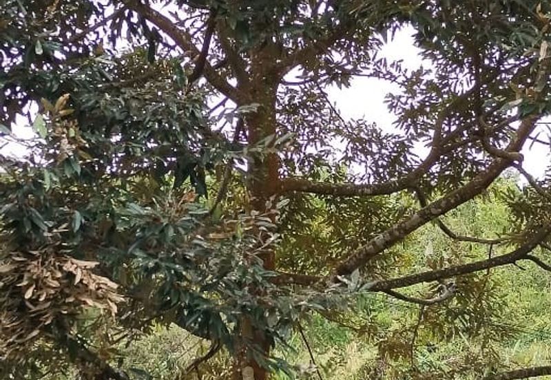 Rembau @ Negeri Sembilan 81 Acres Agricultural Land For Sale 