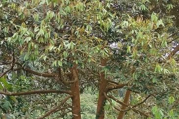 Rembau @ Negeri Sembilan 81 Acres Agricultural Land For Sale 