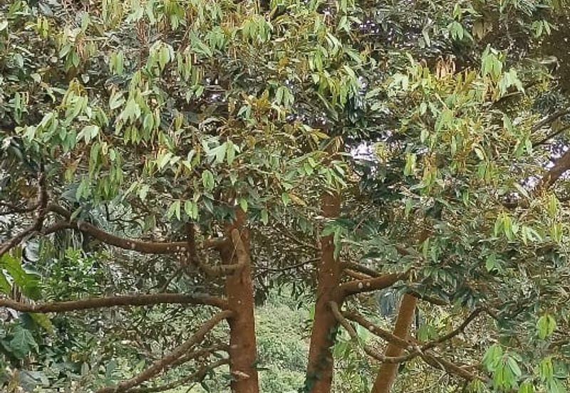 Rembau @ Negeri Sembilan 81 Acres Agricultural Land For Sale 