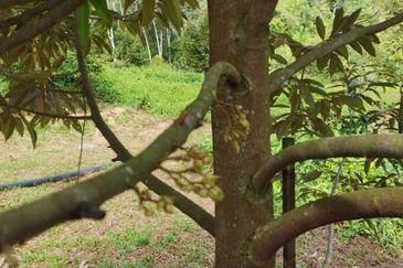 Rembau @ Negeri Sembilan 81 Acres Agricultural Land For Sale 