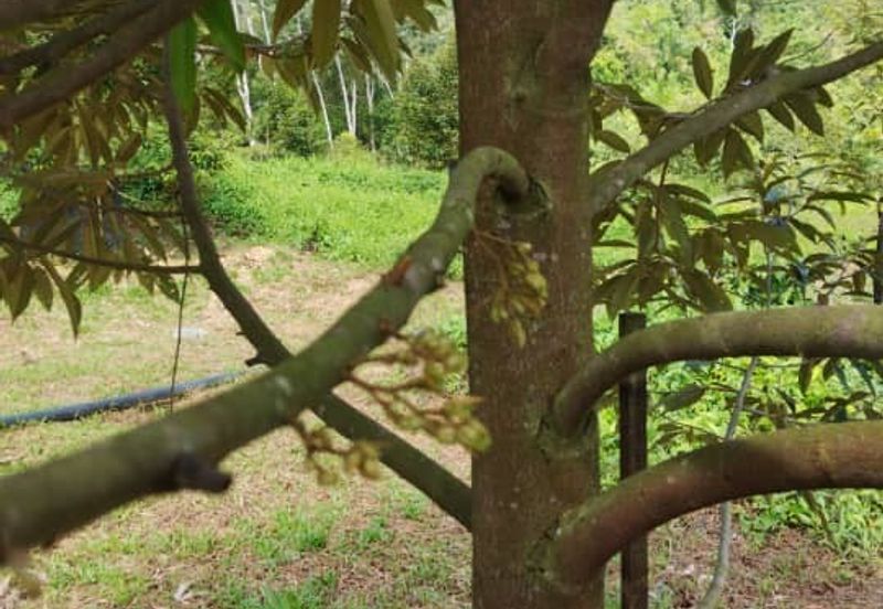 Rembau @ Negeri Sembilan 81 Acres Agricultural Land For Sale 