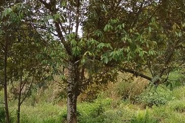 Rembau @ Negeri Sembilan 81 Acres Agricultural Land For Sale 