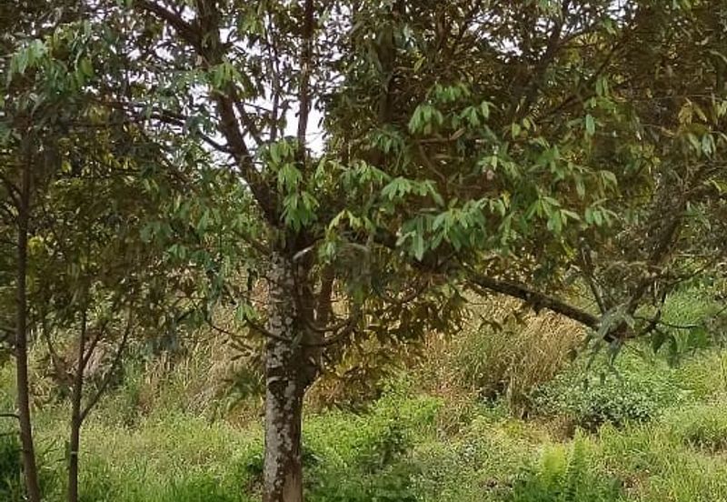 Rembau @ Negeri Sembilan 81 Acres Agricultural Land For Sale 