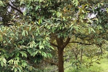 Rembau @ Negeri Sembilan 81 Acres Agricultural Land For Sale 