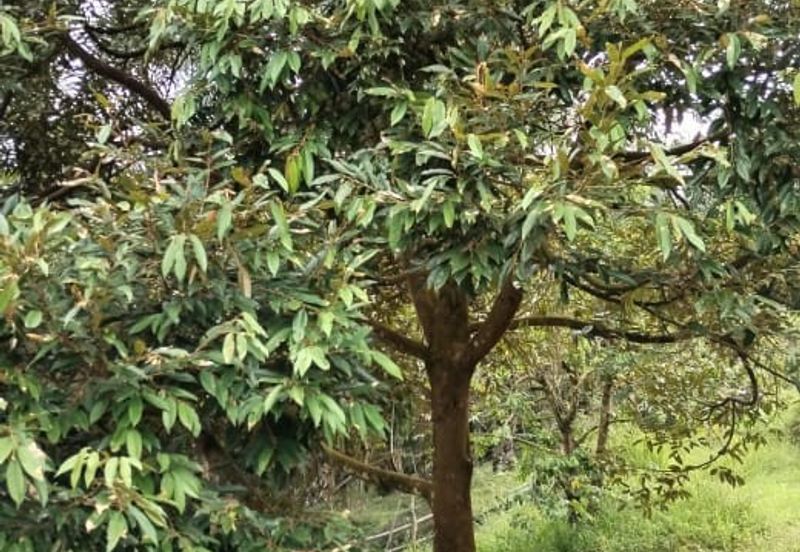 Rembau @ Negeri Sembilan 81 Acres Agricultural Land For Sale 