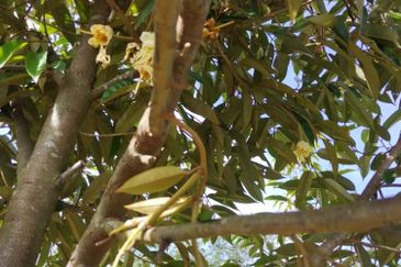 Rembau @ Negeri Sembilan 81 Acres Agricultural Land For Sale 