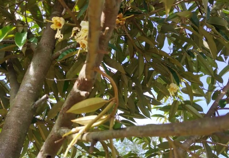 Rembau @ Negeri Sembilan 81 Acres Agricultural Land For Sale 