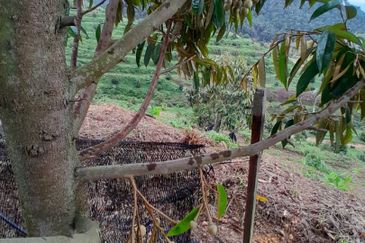 Rembau @ Negeri Sembilan 81 Acres Agricultural Land For Sale 