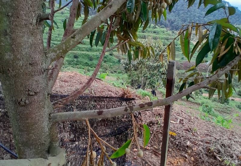 Rembau @ Negeri Sembilan 81 Acres Agricultural Land For Sale 