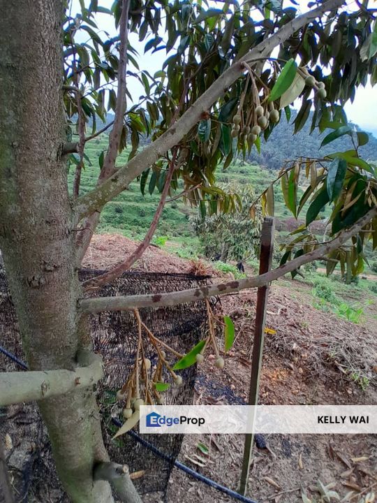 Rembau @ Negeri Sembilan 81 Acres Agricultural Land For Sale , Negeri Sembilan, Rembau