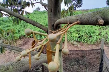 Rembau @ Negeri Sembilan 81 Acres Agricultural Land For Sale 