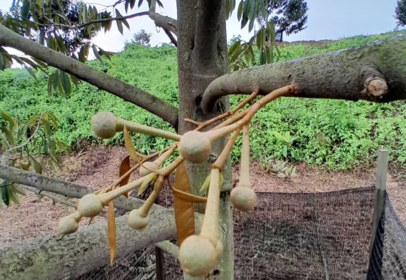 Rembau @ Negeri Sembilan 81 Acres Agricultural Land For Sale 