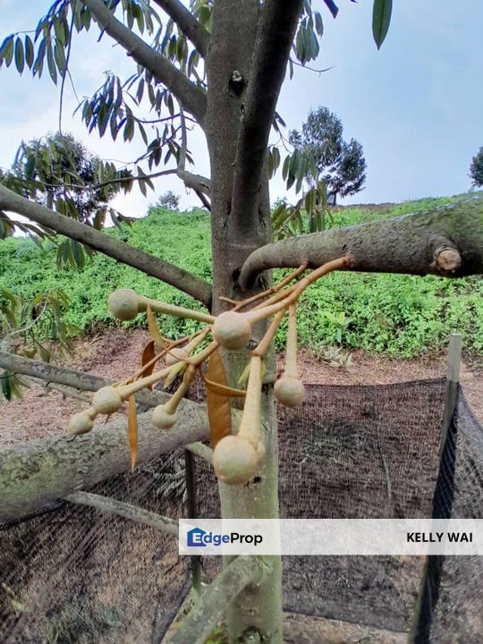 Rembau @ Negeri Sembilan 81 Acres Agricultural Land For Sale , Negeri Sembilan, Rembau