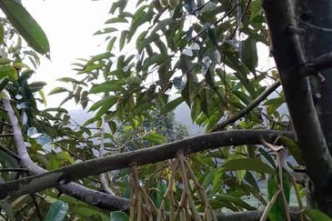 Rembau @ Negeri Sembilan 81 Acres Agricultural Land For Sale 