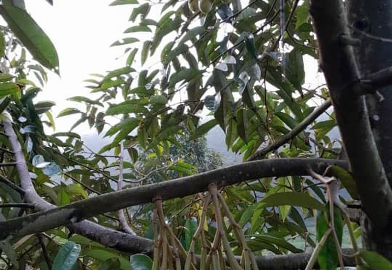 Rembau @ Negeri Sembilan 81 Acres Agricultural Land For Sale 