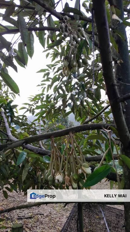 Rembau @ Negeri Sembilan 81 Acres Agricultural Land For Sale , Negeri Sembilan, Rembau