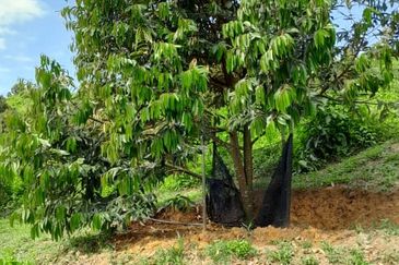 Rembau @ Negeri Sembilan 81 Acres Agricultural Land For Sale 