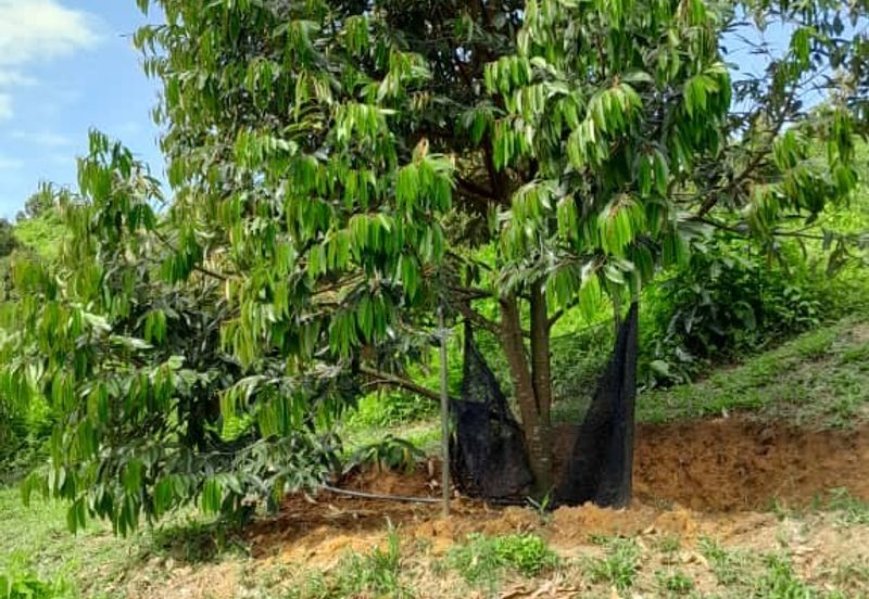 Rembau @ Negeri Sembilan 81 Acres Agricultural Land For Sale 