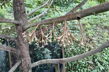 Rembau @ Negeri Sembilan 81 Acres Agricultural Land For Sale 