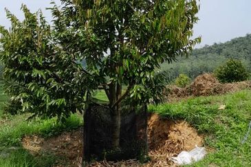 Rembau @ Negeri Sembilan 81 Acres Agricultural Land For Sale 