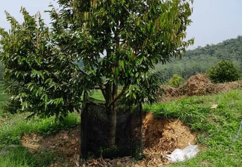 Rembau @ Negeri Sembilan 81 Acres Agricultural Land For Sale 