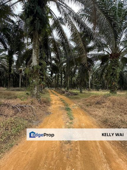 Senai @ Johor 7 acres Agricultural Land For Sale, Johor, Senai