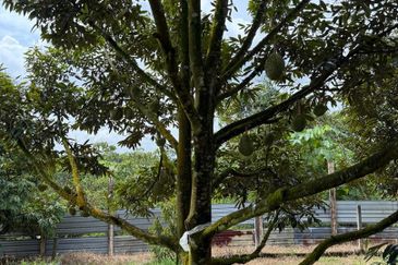 Taman Desa Cemerlang