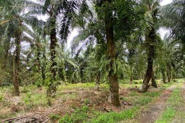 Benut Pontian @ Johor 9.35 Acres Agricultural Land For Sale