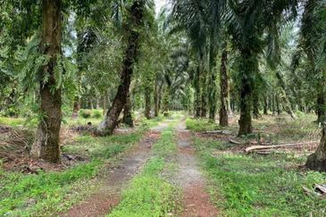 Benut Pontian @ Johor 9.35 Acres Agricultural Land For Sale